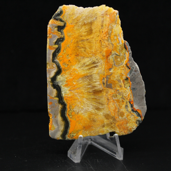 Jasper Bumblebee