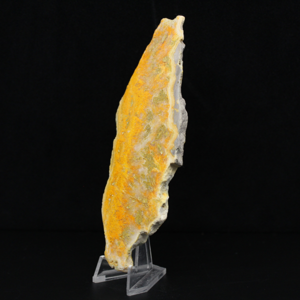 Jasper calabrone indonesiano: un pezzo da esposizione