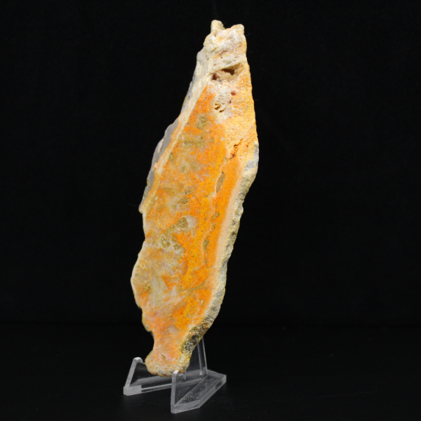 Jasper calabrone indonesiano: un pezzo da esposizione