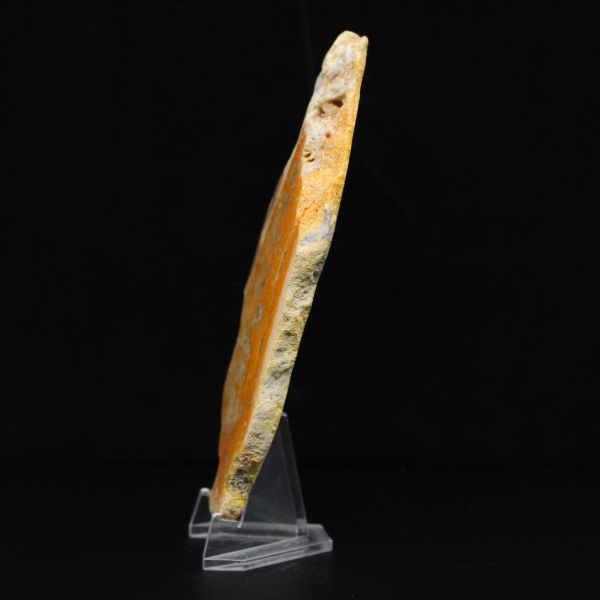 Jasper calabrone indonesiano: un pezzo da esposizione