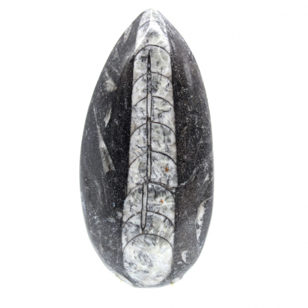 Orthoceras fossile dal Marocco