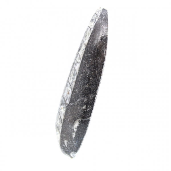 Orthoceras fossile dal Marocco