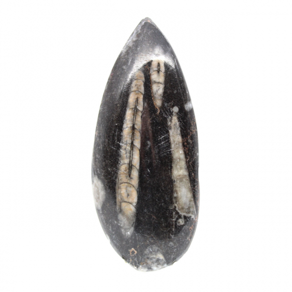 Orthoceras fossile dal Marocco