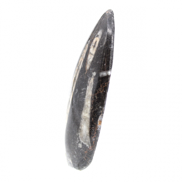 Orthoceras fossile dal Marocco