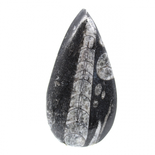 Orthoceras fossile
