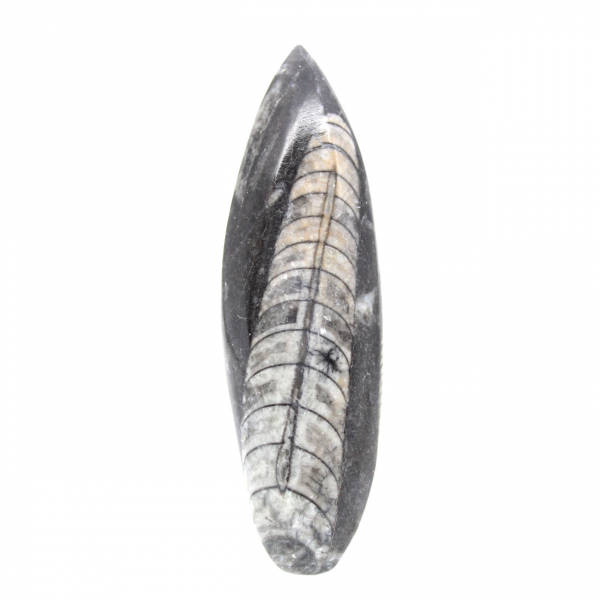 Orthoceras fossile dal Marocco
