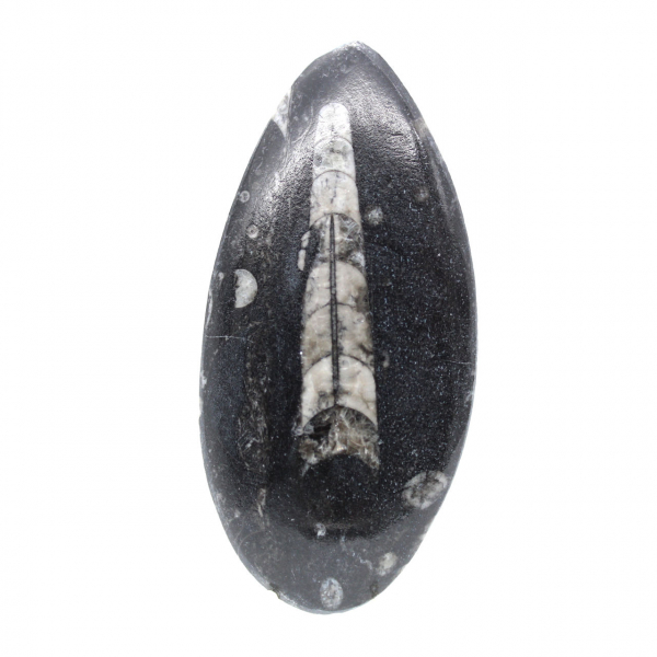 Orthoceras fossile dal Marocco