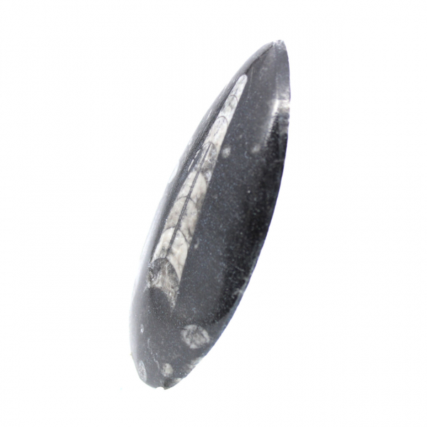 Orthoceras fossile dal Marocco