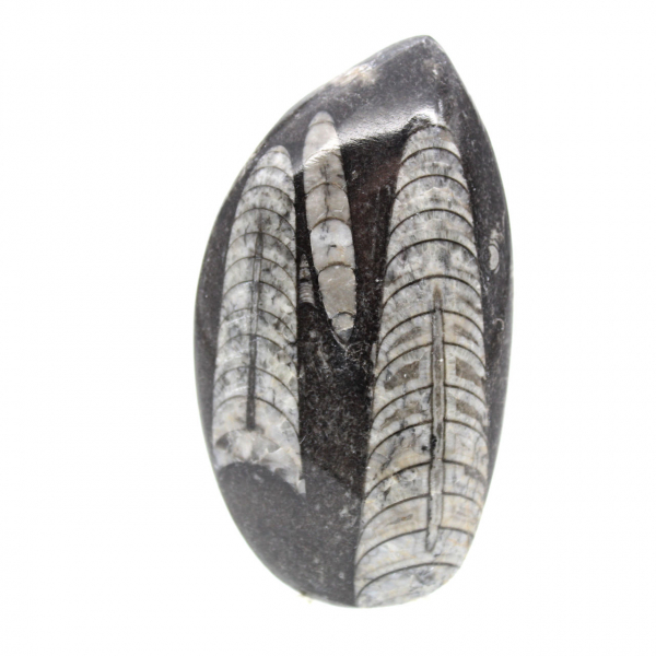 Orthoceras fossile
