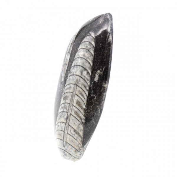 Orthoceras fossile