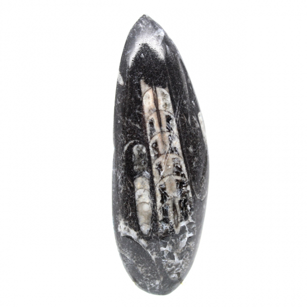 Orthoceras fossile