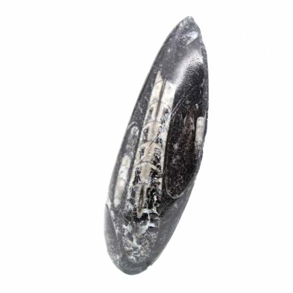 Orthoceras fossile