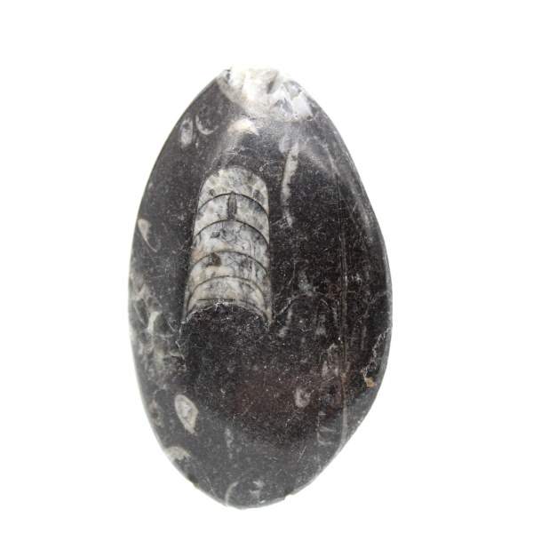 Orthoceras fossile dal Marocco