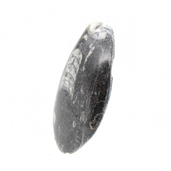 Orthoceras fossile dal Marocco