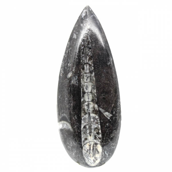 Orthoceras fossile