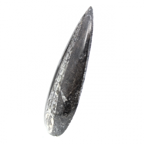 Orthoceras fossile
