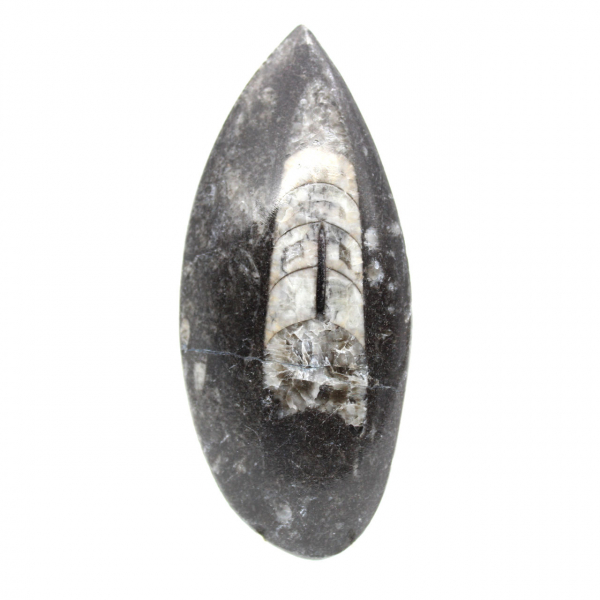 Orthoceras fossile dal Marocco