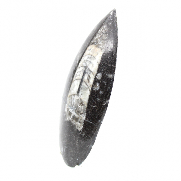 Orthoceras fossile dal Marocco