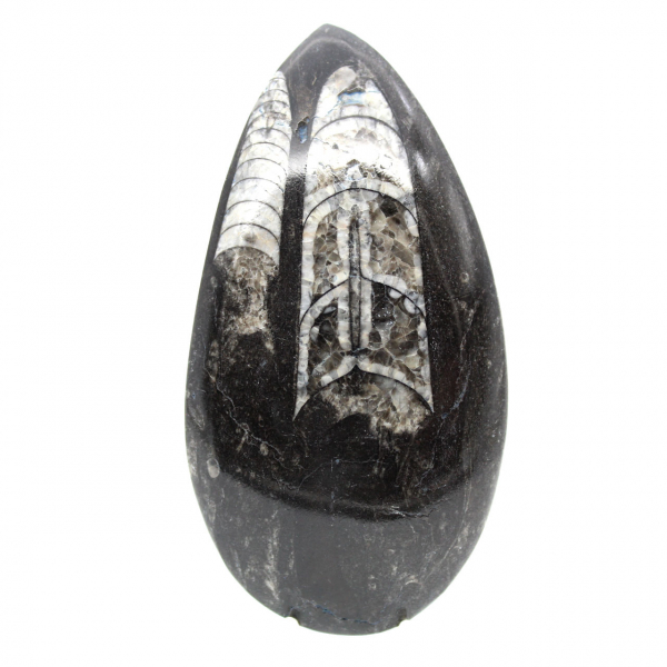 Orthoceras fossile