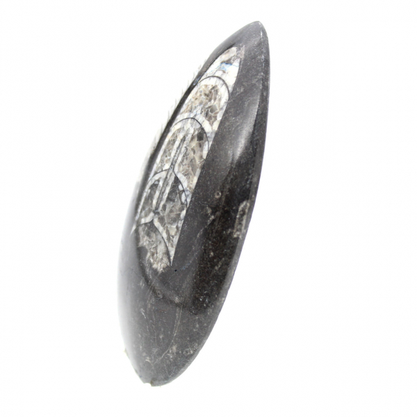 Orthoceras fossile