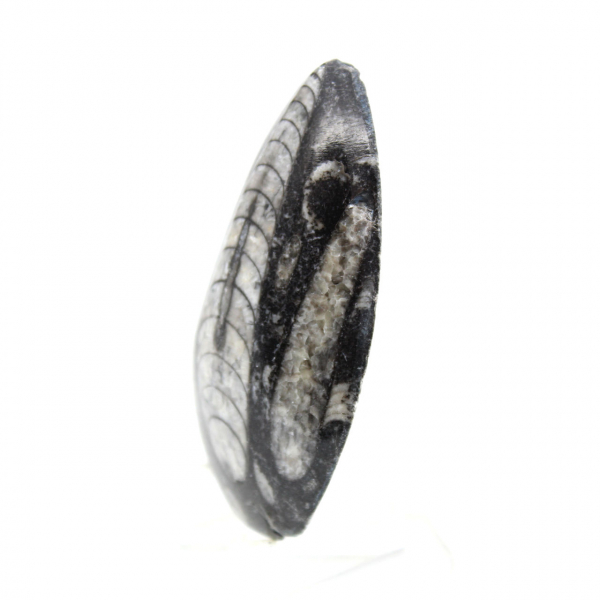 Orthoceras fossile dal Marocco