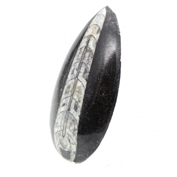Orthoceras fossile