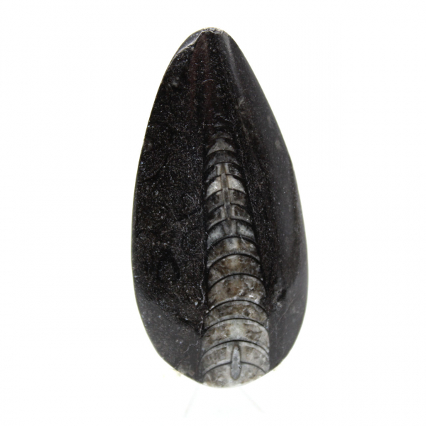 Orthoceras fossile dal Marocco