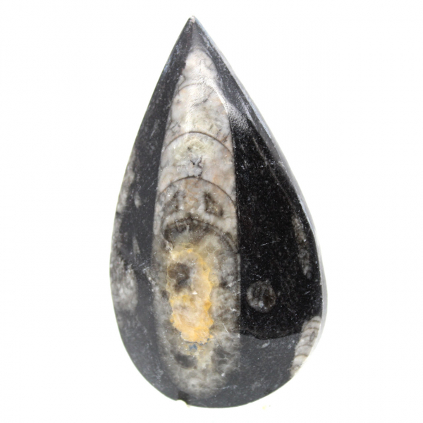 Orthoceras fossile