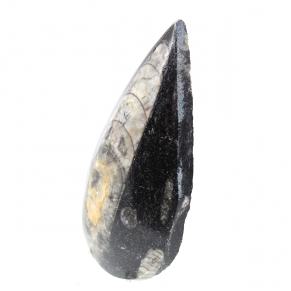 Orthoceras fossile