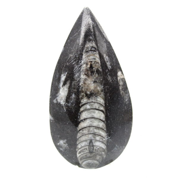 Orthoceras fossile dal Marocco