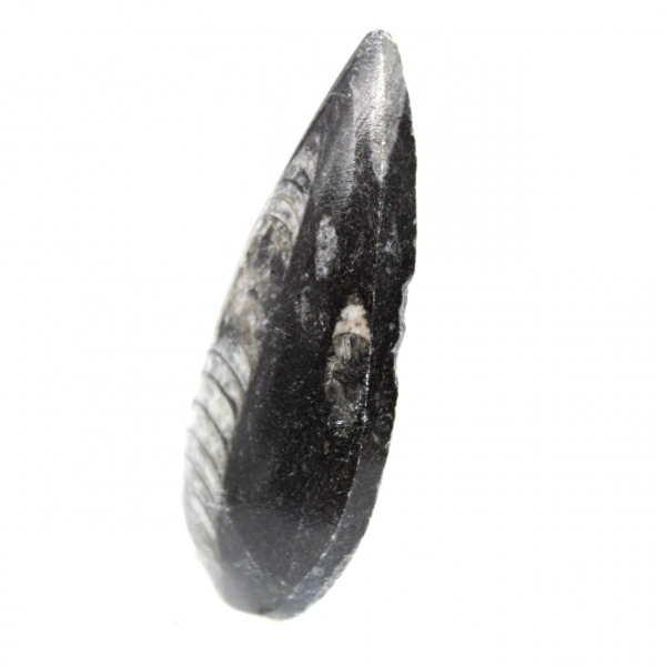 Orthoceras fossile dal Marocco