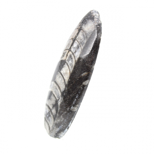 Orthoceras fossile