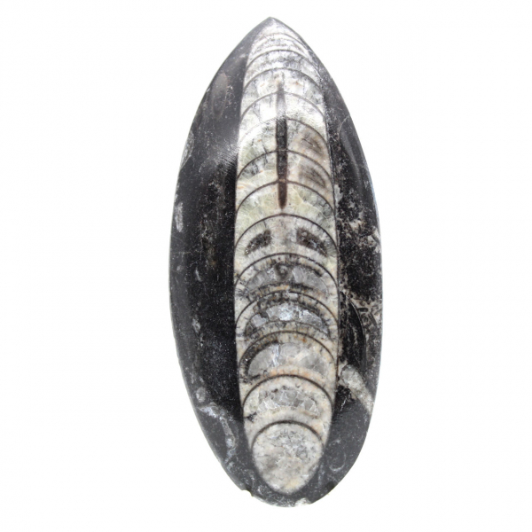 Orthoceras fossile dal Marocco