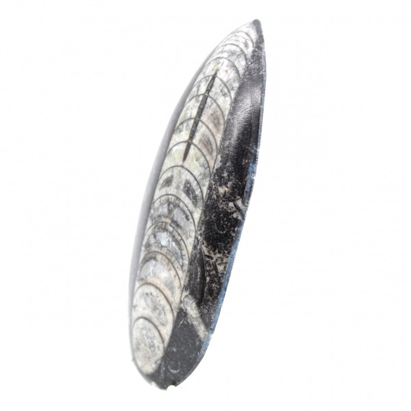 Orthoceras fossile dal Marocco