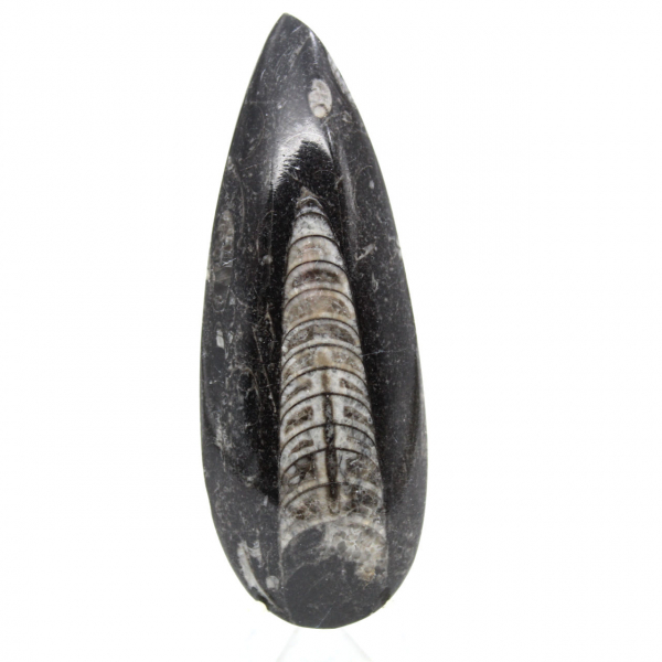 Orthoceras fossile dal Marocco