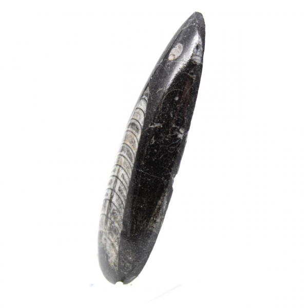 Orthoceras fossile dal Marocco