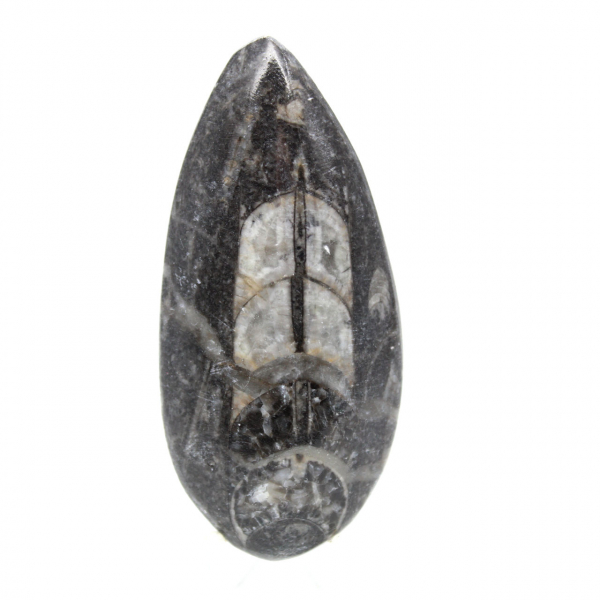 Orthoceras fossile