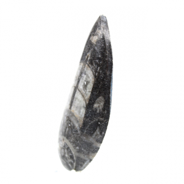 Orthoceras fossile