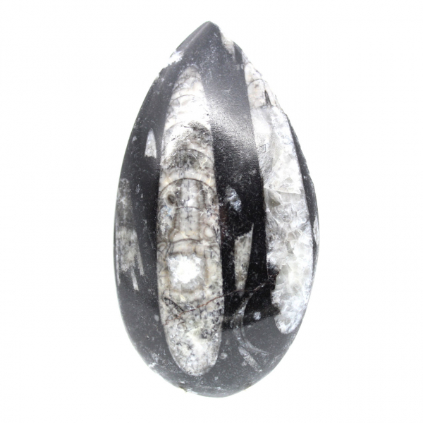 Orthoceras fossile