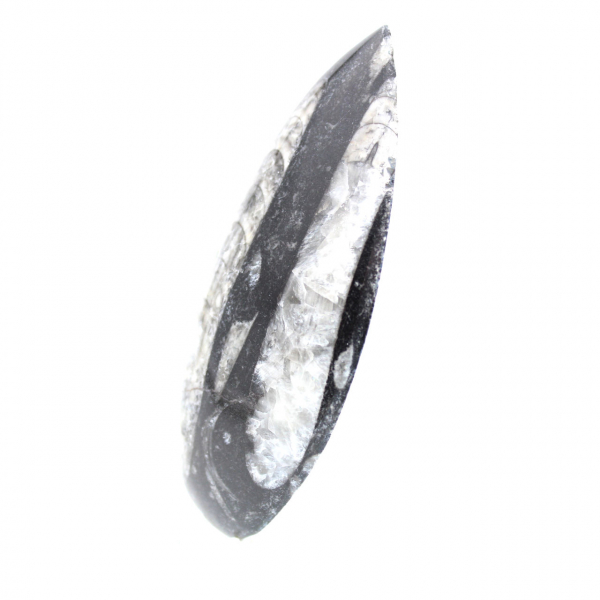 Orthoceras fossile