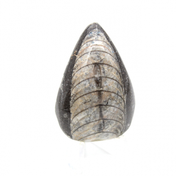 Orthoceras fossile dal Marocco
