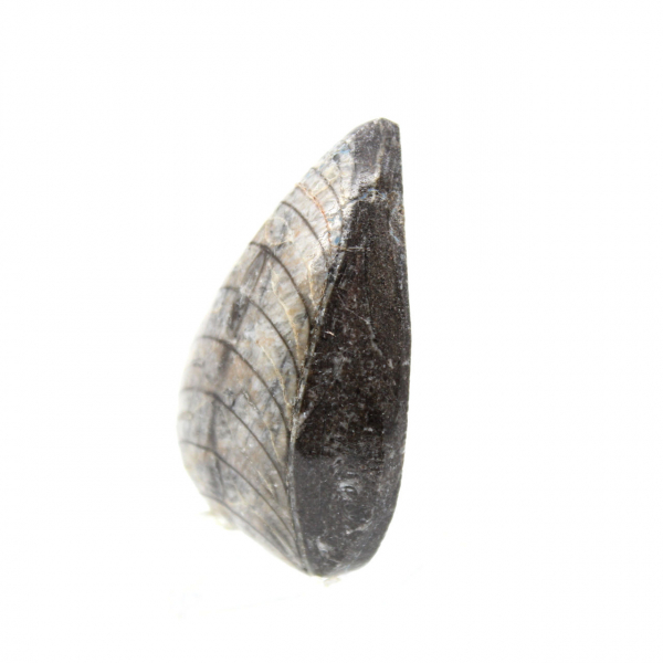 Orthoceras fossile dal Marocco