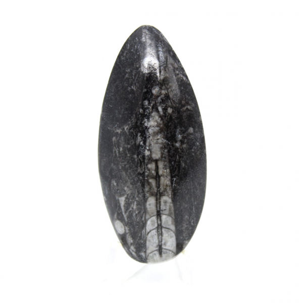 Orthoceras fossile