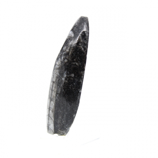 Orthoceras fossile