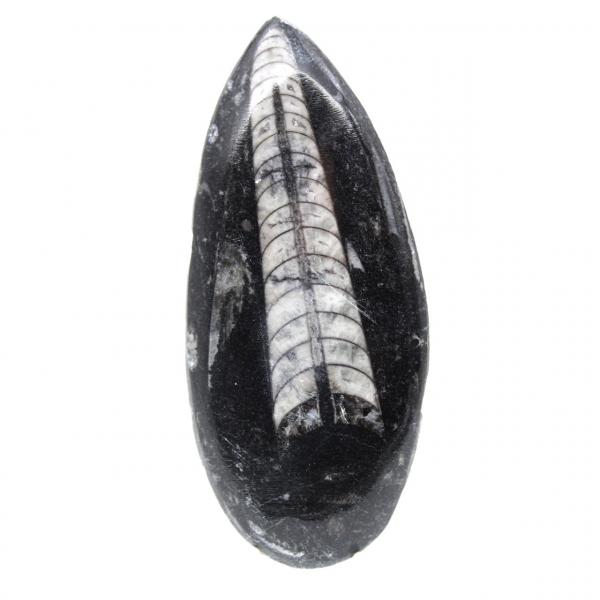 Orthoceras fossile dal Marocco