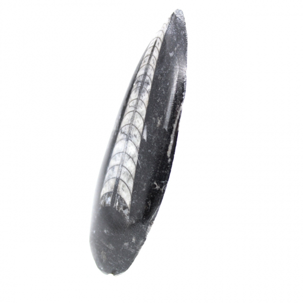 Orthoceras fossile dal Marocco