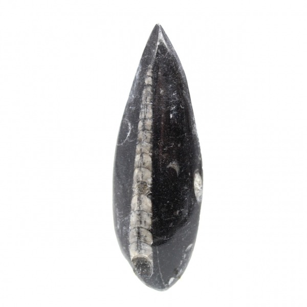 Orthoceras fossile