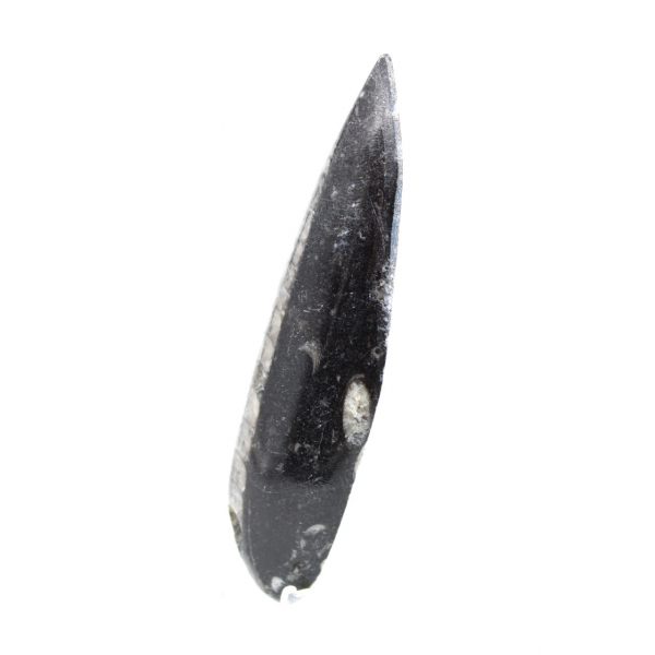 Orthoceras fossile