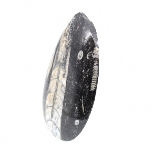 Orthoceras fossile dal Marocco