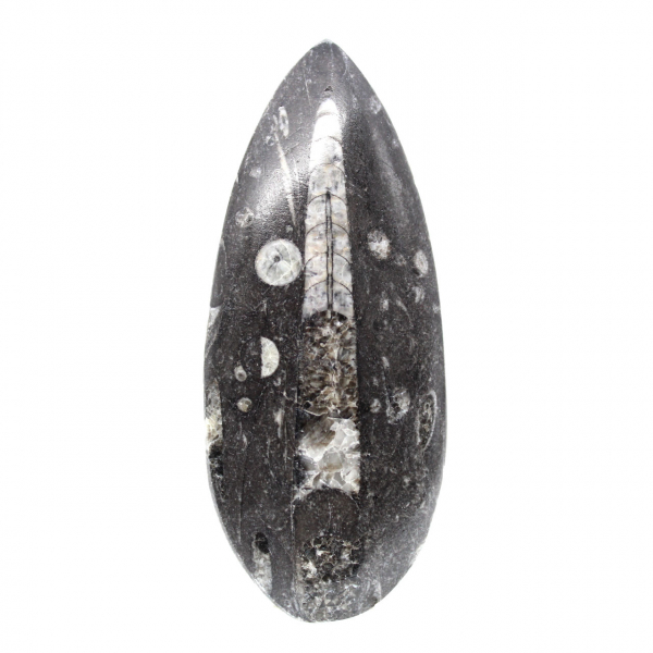 Orthoceras fossile